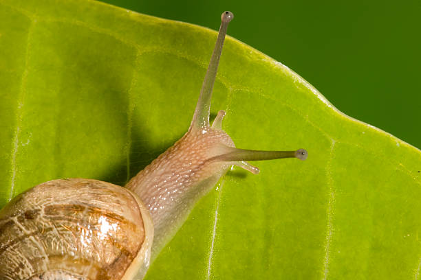 Snail on Leaf stock photo
