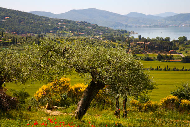 typical landscapes of Lake Trasimeno
