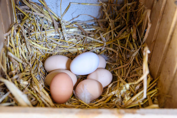 A clutch of chicken eggs on straw bedding in a nesting box.