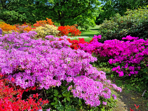Multi-colored flowering rhododendrons in a public park. United Kingdom