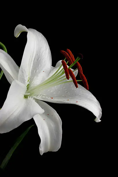 close up of white lily