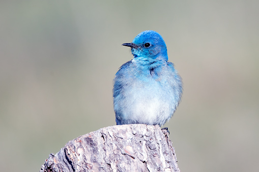 Mountain Bluebird (male) perched on log fence post in rural and sparsely populated Montana northern prairie and mountains in northwestern United States of America (USA).