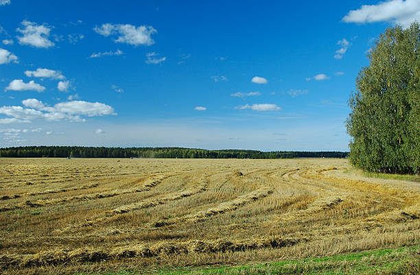 Campo de trigo en verano - foto de stock