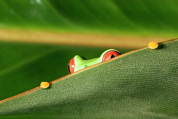 Red eyes tree frog peeking out from leaf stock photo