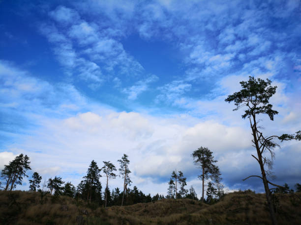 Smartphone photo. Nature landscape with dramatic blue sky and some pine trees