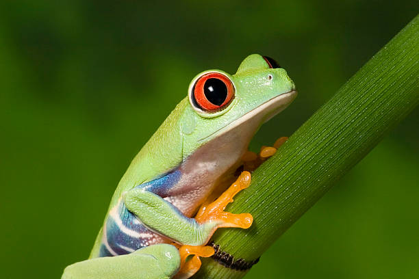 Red Eyed Tree Frog stock photo