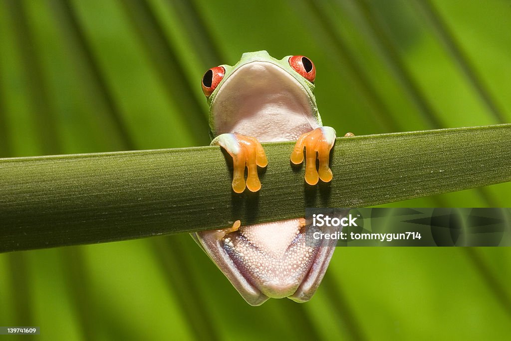 Red Eyed Tree Frog Red Eyed Tree Frog - Hanging on to branch Frog Stock Photo