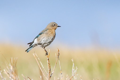 Mountain Bluebird (female) perched on top of sage brush in rural and sparsely populated Montana northern prairie and mountains in northwestern United States of America (USA).