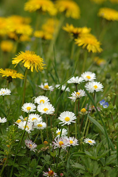 Daisys and Dandelion stock photo