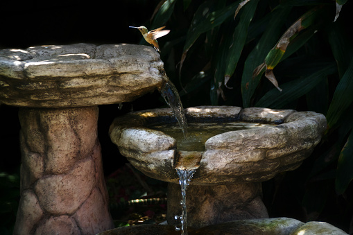 Medium-close shot of a hummingbird hovering above a birdbath with waterfalls