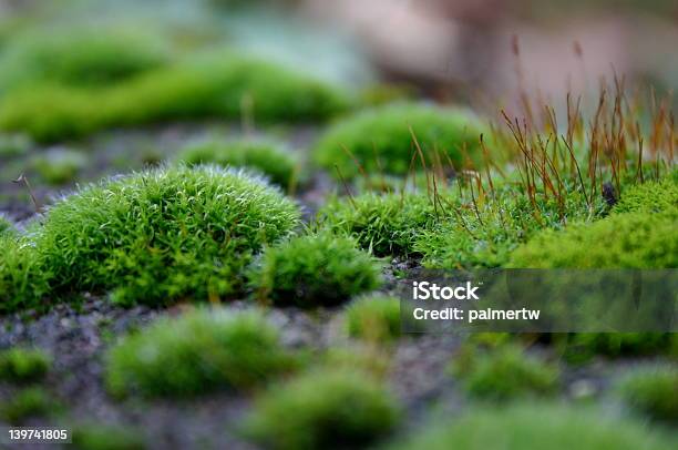 Foto de Closeup De Um Tijolo Moss e mais fotos de stock de Cabeludo - Cabeludo, Canteiro de Flores, Exterior