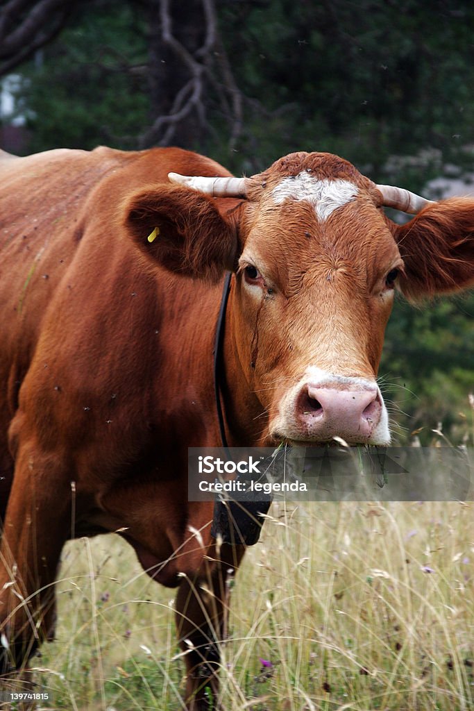 Krowa - Zbiór zdjęć royalty-free (Shorthorn Cattle)