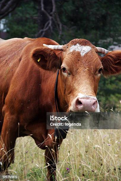 Krowa - zdjęcia stockowe i więcej obrazów Shorthorn Cattle - Shorthorn Cattle, Brązowy, Byk - Zwierzę płci męskiej