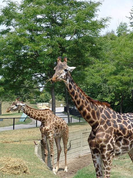 Giraffes eating stock photo
