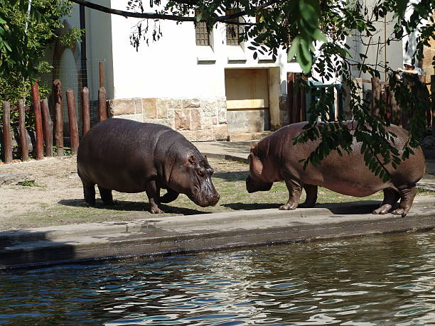 Hippopotamus stock photo