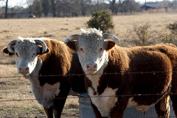 gado - cattle drive - fotografias e filmes do acervo
