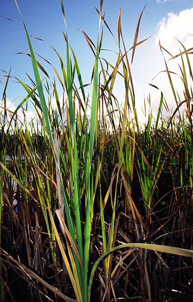 Grass stock photo