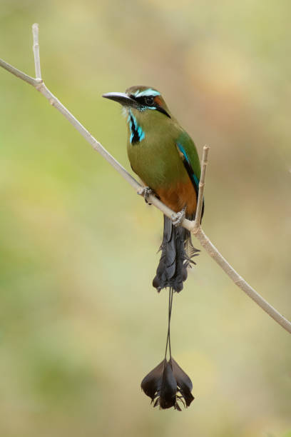 Turquoise-browed Motmot Spectacular motmot of tropical lowlands, mainly in drier areas. Favors dry forest and edge, semiopen areas with scattered trees, gardens. motmot stock pictures, royalty-free photos & images