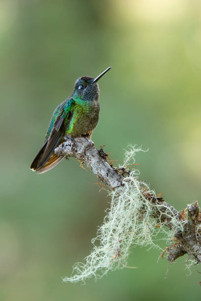 istock Talamanca Hummingbird 1397419618