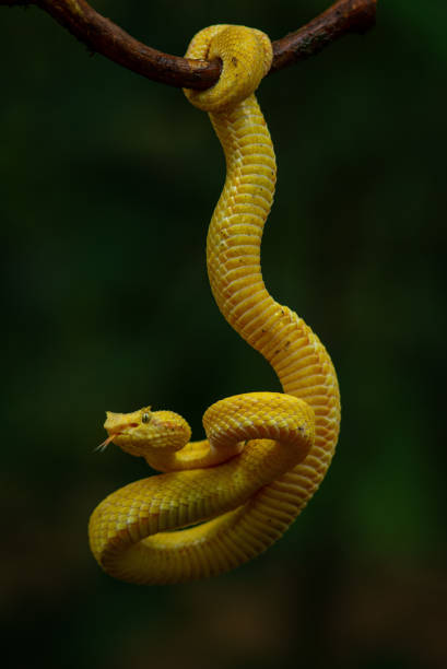 속눈썹 독신 - eyelash viper 뉴스 사진 이미지