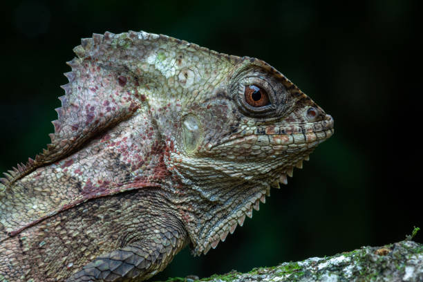 istock Lizard Corythophanes cristatus 1397419722