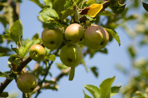 primeros planos de los frutos de manzana en el árbol con el cielo azul en el fondo - flocked fotografías e imágenes de stock
