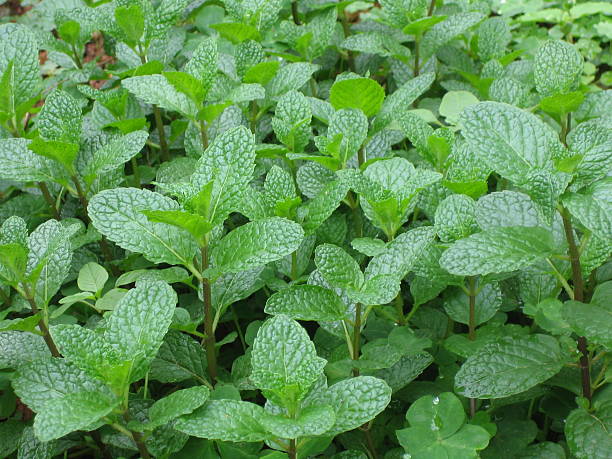 peppermint stock photo