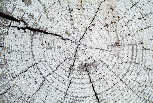 Textura de madera - foto de stock