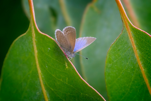 Common Grass Blue Butterfly on a flowering gum tree