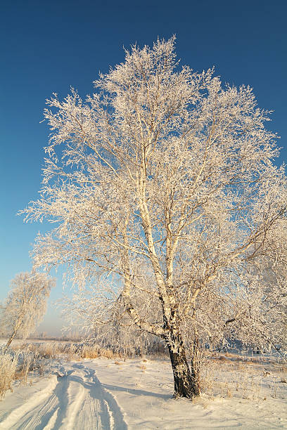 Árbol de invierno - foto de stock