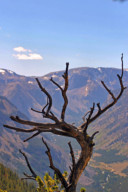 Weathered Tree stock photo