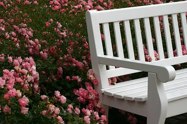 White garden bench with roses