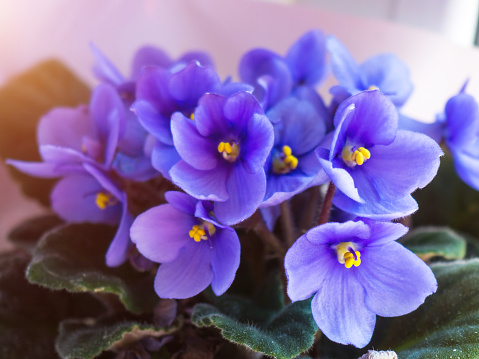 Violets flowers (Viola odorata). Spring flowers with drops of dew