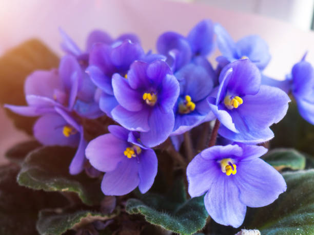 beautiful violets close-up for background and text beautiful violets close-up for background and text african violet stock pictures, royalty-free photos & images