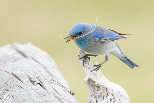 istock Mountain Bluebird (male) with grass for nest building 1397422596