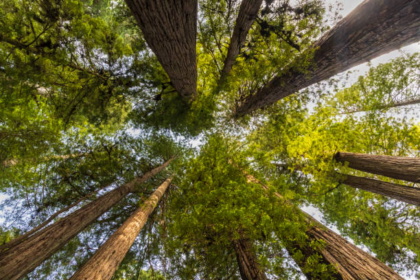 istock Redwoods Reach the Sky 1397422736