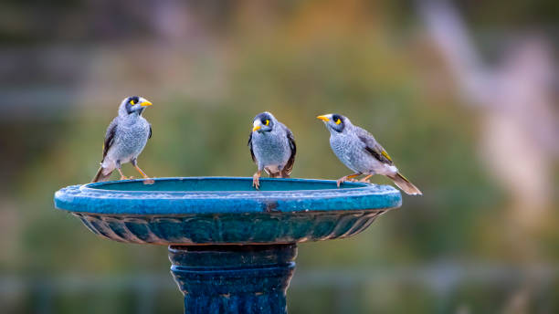 istock Noisy Miners on a bird bath 1397422950