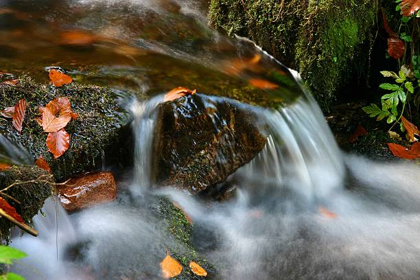 creek - fotografia de stock