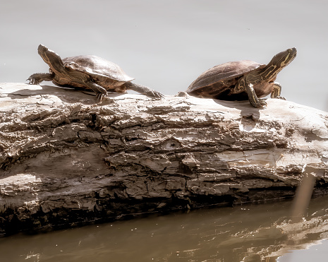 Malden Park is a public park in Windsor, Ontario, Canada.   Turtles are sunning themselves on a fallen tree in the pond.