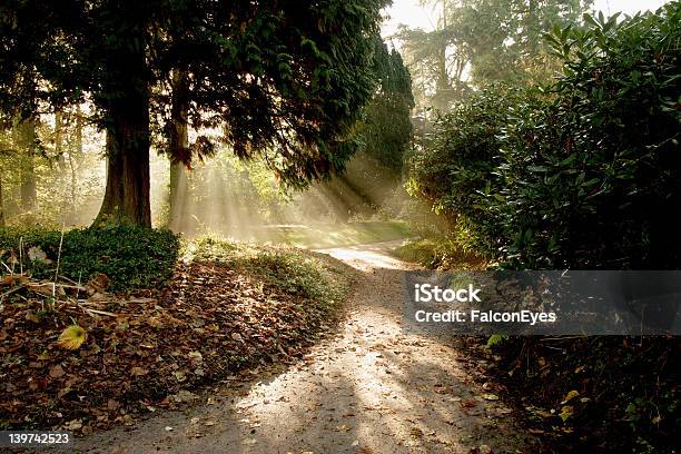 Mysterious Sunrays Stock Photo - Download Image Now - Forest, Horizontal, Landscape - Scenery