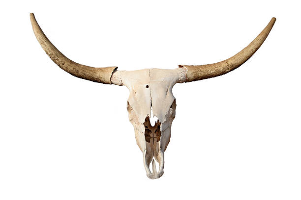 crâne isolé - animal skull horned wild west skull photos et images de collection