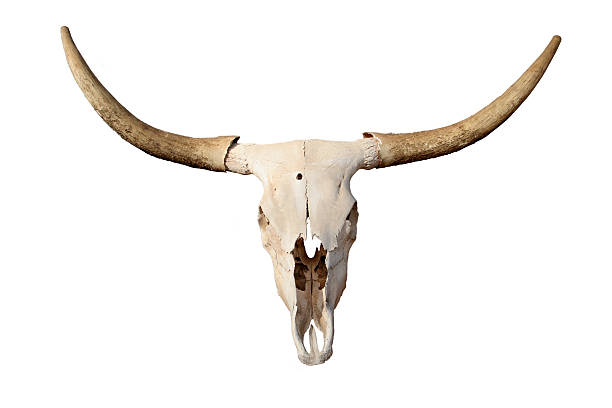 skull isolated steer skull isolated over white - closeup of longhorn skull animal skull cow bull horned stock pictures, royalty-free photos & images