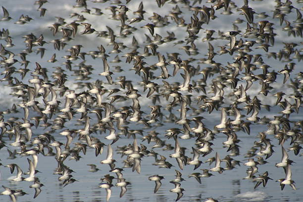 flying birds stock photo