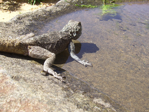 gecko at water