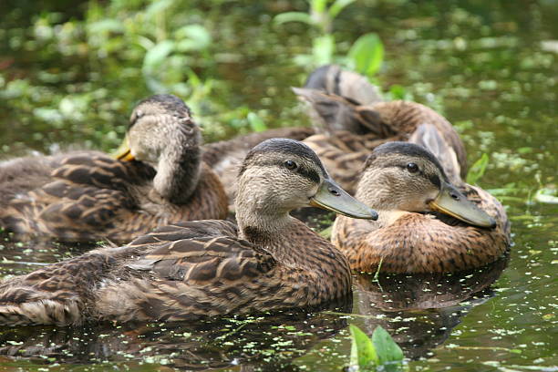 istock Family of Ducks 139742651