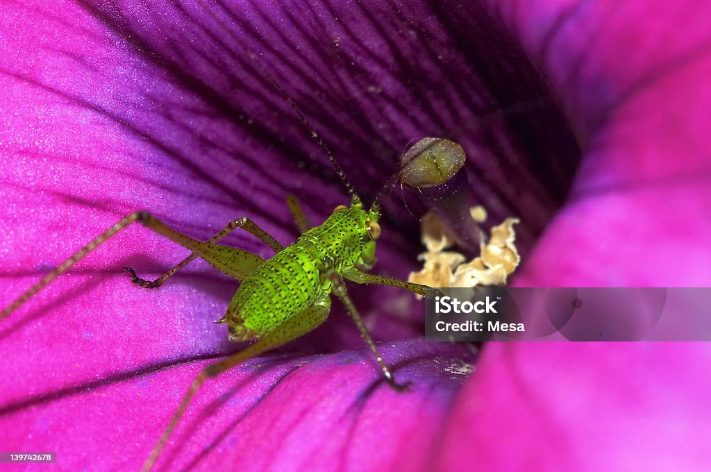 Heuschrecke und Blume - Lizenzfrei Blume Stock-Foto