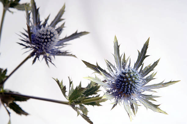 istock flower of scotland 2 139742738