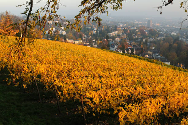 осенняя листва в винограднике на холме нероберг висбаден гессен германия - neroberg стоковые фото и изображения