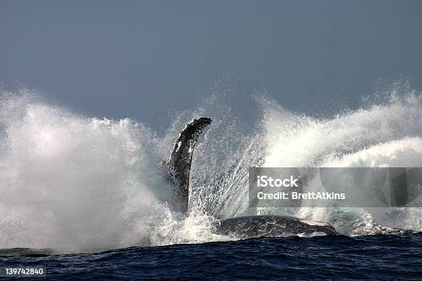 Humpback Explosion Stock Photo - Download Image Now - Flying, Whale, Animal Body Part