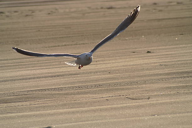 flight stock photo